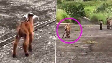 Baby Goat Meets Mother: रेस्क्यू किए जाने के बाद अपनी मां से ऐसे मिली नन्ही बकरी, वायरल वीडियो को देख आप भी हो जाएंगे इमोशनल Baby Goat Meets Mother: रेस्क्यू किए जाने के बाद अपनी मां से ऐसे मिली नन्ही बकरी, वायरल वीडियो को देख आप भी हो जाएंगे इमोशनल
